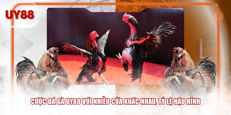 Cược đá gà UY88 với nhiều cửa khác nhau, tỷ lệ hậu hĩnh