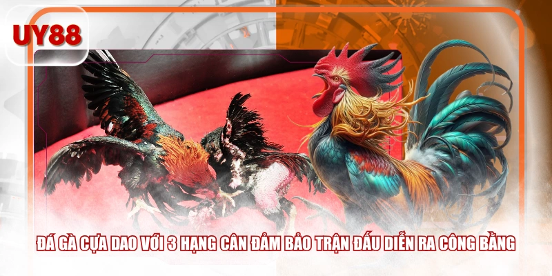 Đá gà cựa dao với 3 hạng cân đảm bảo trận đấu diễn ra công bằng