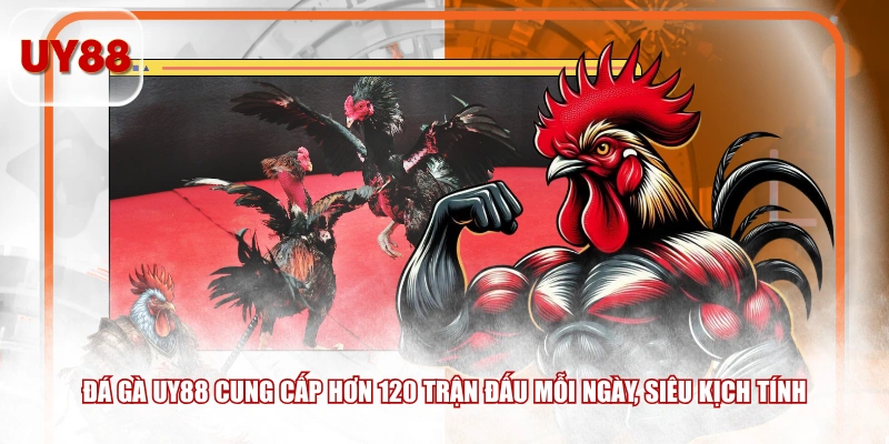 Đá gà UY88 cung cấp hơn 120 trận đấu mỗi ngày, siêu kịch tính